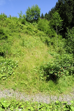 Unterer Grumbacher Teich Oberharzer Wasserwirtschaft 350 Bilder